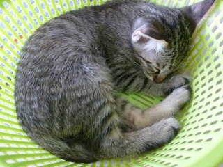 sleeping in the basket