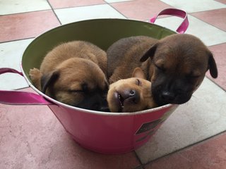 3 Cute Puppies ❤️💛❤️ - Mixed Breed Dog