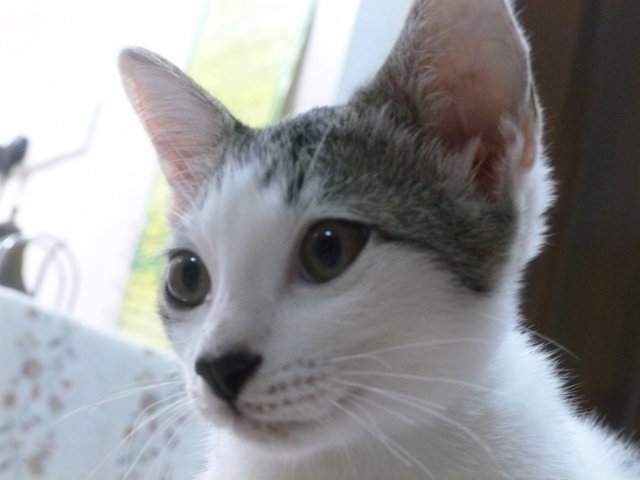 Mochi（もち） - Domestic Short Hair Cat