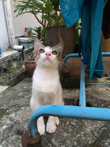 Marshmallow  - Domestic Short Hair Cat