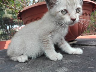 Pearlie - Singapura Cat
