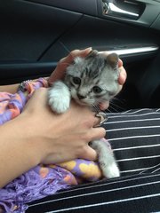 Koci - Tabby Cat