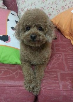 Coco Wong - Poodle Dog