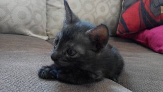 Bruce - Domestic Short Hair Cat