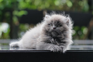 Ouro - Persian Cat