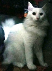 Putih - Turkish Angora Cat