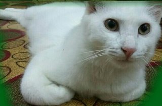 Putih - Turkish Angora Cat