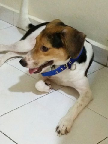 Asher - Beagle Mix Dog