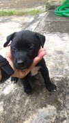Beagle Mix Pups - Mixed Breed Dog