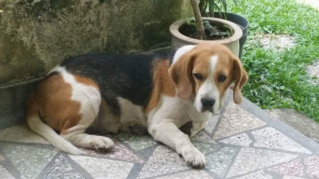 Spencer - Beagle Dog