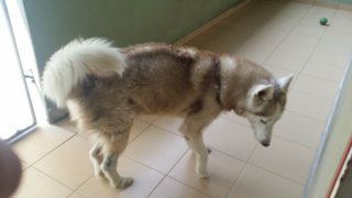 Owen (Siberian Husky) - Siberian Husky Dog