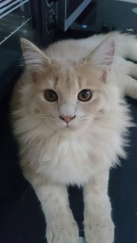 Leon - Persian Cat