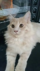 Leon - Persian Cat