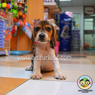 Quality Beaglsfde Puppies - Beagle Dog