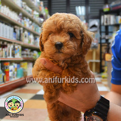 Toy Poosfdsfdle Puppies  - Poodle Dog