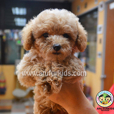 Toy Poosfdsfdle Puppies  - Poodle Dog