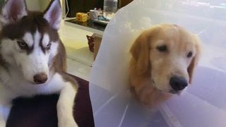 May May And Kit Kat - Golden Retriever + Husky Dog