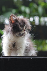 Ben - Persian Cat