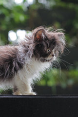 Ben - Persian Cat