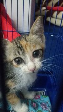 Truffle  - Calico Cat