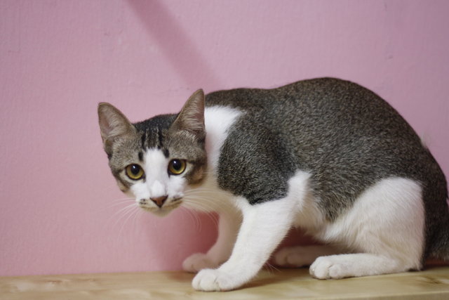 Gaby - Balinese + Domestic Short Hair Cat