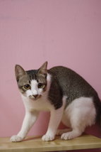 Gaby - Balinese + Domestic Short Hair Cat