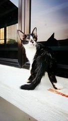 Black &amp; White Cutie - Domestic Medium Hair Cat