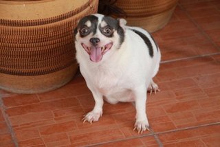 Blue - Chihuahua Dog