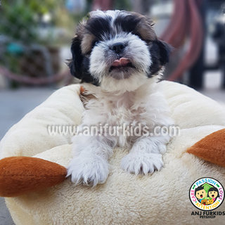 Adorable Male Shih Tzu Puppy - Shih Tzu Dog