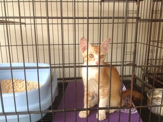 5-month Neutered Vaccinated Male - Domestic Short Hair Cat