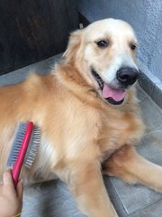 Hazel loves getting her fur brushed