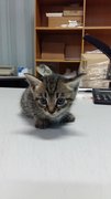 O-mei - Tabby Cat