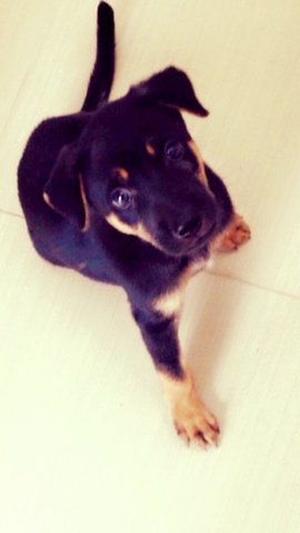 Cute Male Puppy - Mixed Breed Dog