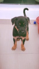 Cute Male Puppy - Mixed Breed Dog