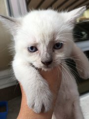 No Name - Persian + Domestic Short Hair Cat