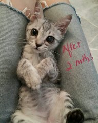Nini Adopted  - Domestic Medium Hair Cat