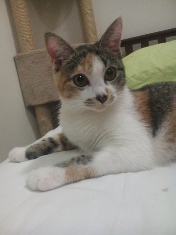 Penny - Domestic Short Hair + Calico Cat