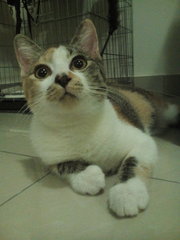 Penny - Domestic Short Hair + Calico Cat