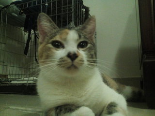 Penny - Domestic Short Hair + Calico Cat