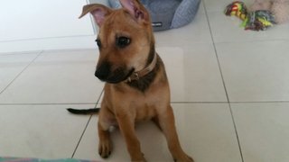 Coco Chanel - Mixed Breed Dog
