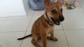 Coco Chanel - Mixed Breed Dog