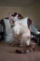 Yuki - Bengal Cat