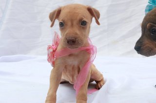 Miar Rescued Puppies - Mixed Breed Dog