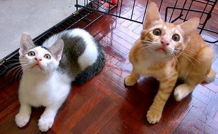 Tukun And Kampi - Domestic Short Hair Cat