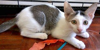 Tukun And Kampi - Domestic Short Hair Cat