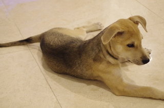 Adorable Female Puppy !! - Mixed Breed Dog