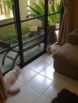 They love lounging together at the sliding door overlooking the garden