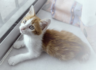♥ Viserys ♥ - Domestic Medium Hair + Bengal Cat