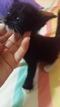 Tucker - Domestic Short Hair Cat