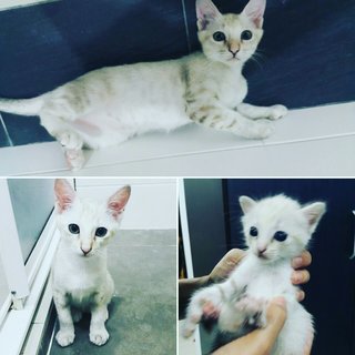 White-tabby 1 - Oriental Short Hair Cat